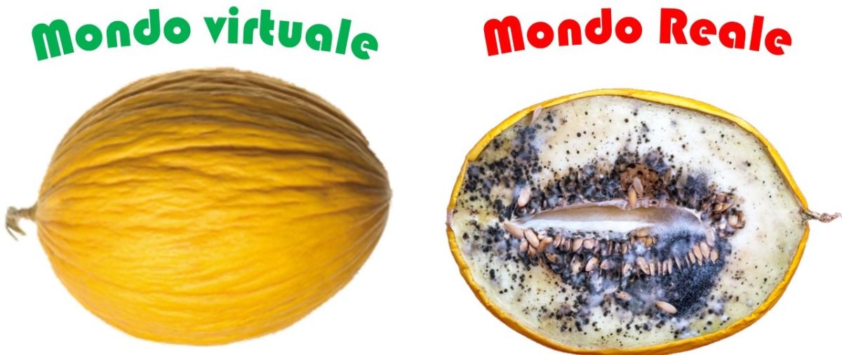 Cucurbitacee avariate