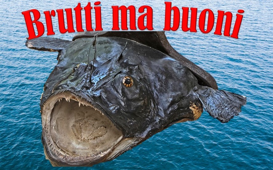 Brutti ma buoni - la Coda di Rospo